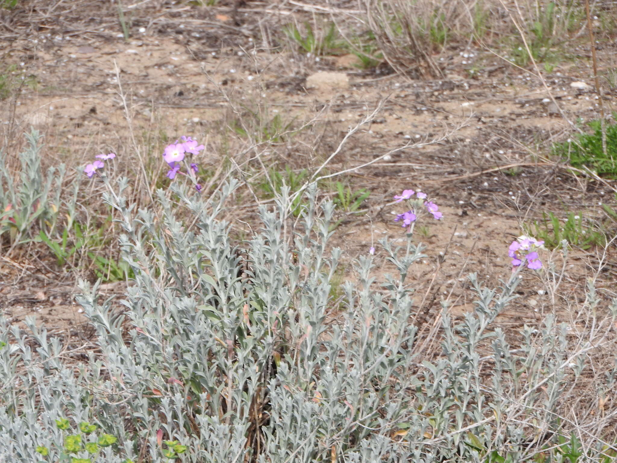 Imagem de Malcolmia littorea (L.) W. T. Aiton