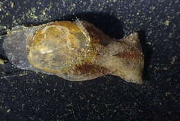 Image of Japanese bubble snail