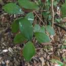 صورة Cinnamomum rigidissimum H. T. Chang