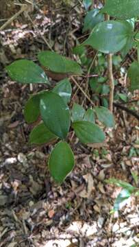 صورة Cinnamomum rigidissimum H. T. Chang