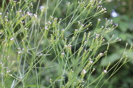 Image of Uruguayan vervain