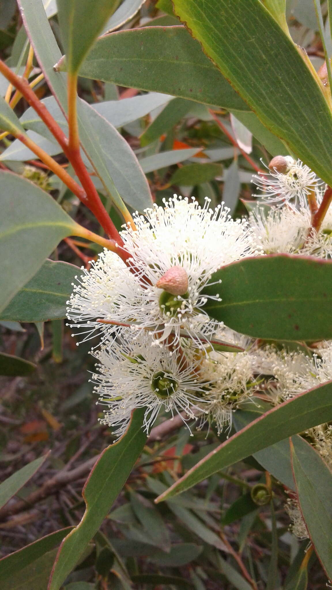 Image of Eucalyptus diversifolia subsp. diversifolia