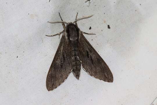 Image of Pine hawkmoth