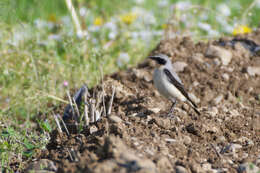 Image of Oenanthe oenanthe oenanthe (Linnaeus 1758)