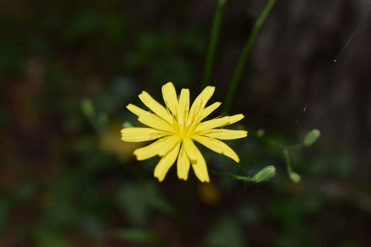 Image of Lapsana communis subsp. intermedia (M. Bieb.) Hayek