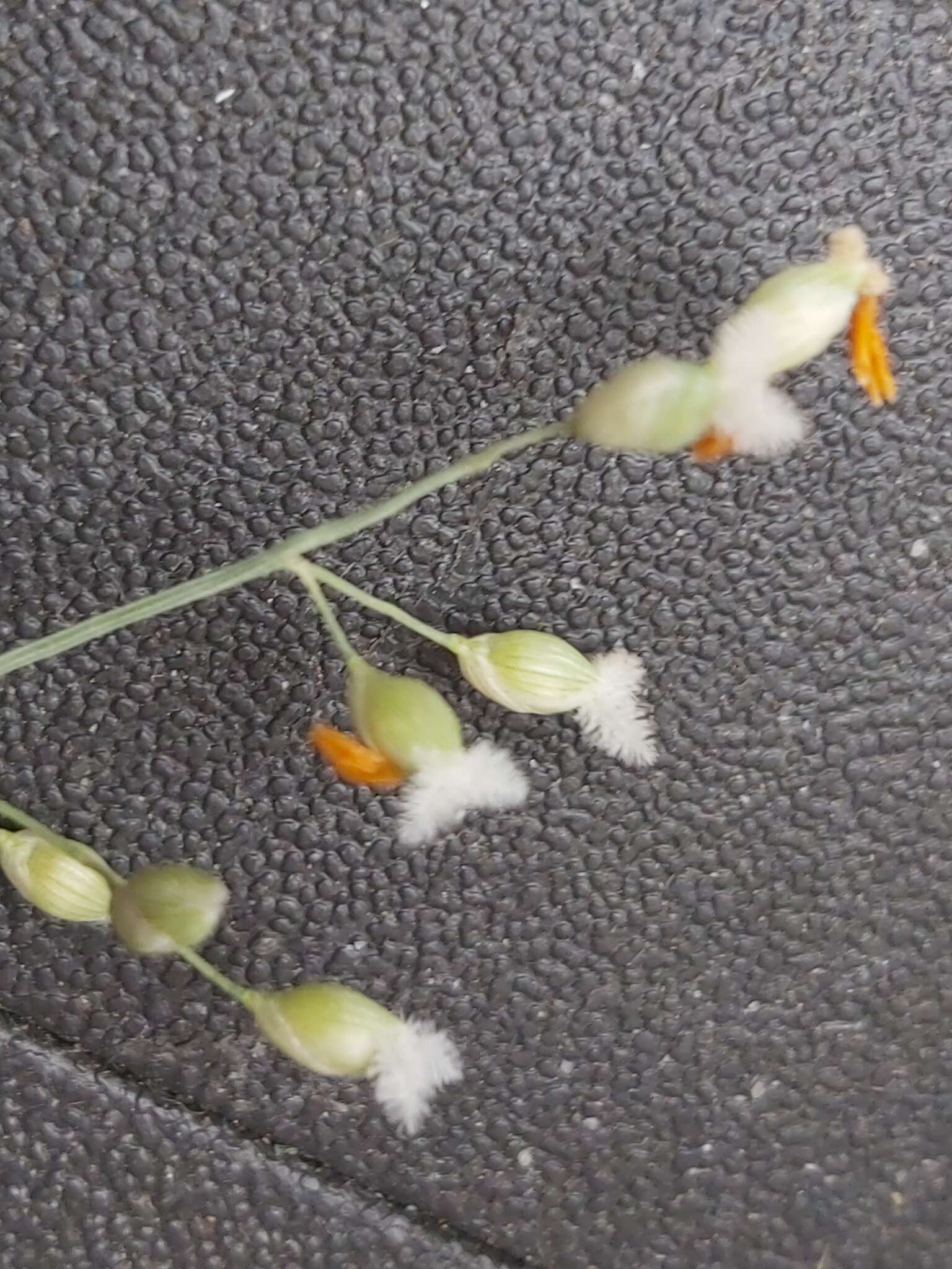 Plancia ëd Panicum turgidum Forssk.