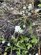 Image of Leontopodium microphyllum Hayata