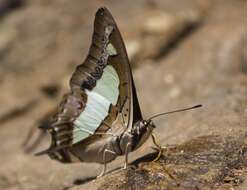 Image of Polyura agrarius Swinhoe 1886