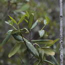 Image of Cyclophyllum balansae (Baill.) Guillaumin