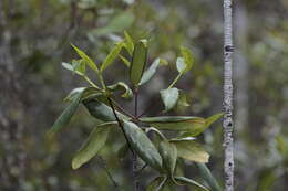 صورة Cyclophyllum balansae (Baill.) Guillaumin