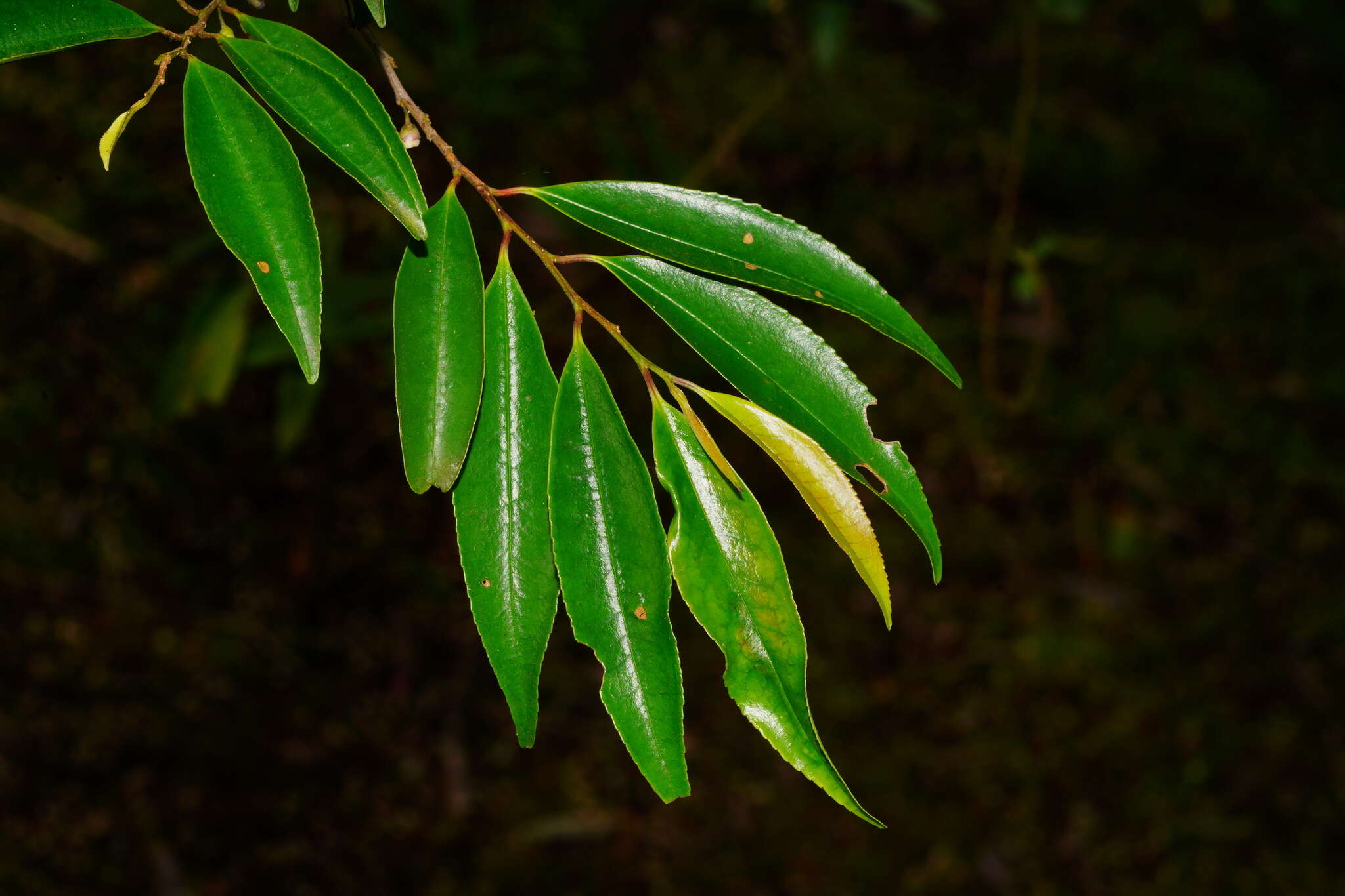 Image of Eurya gnaphalocarpa Hayata