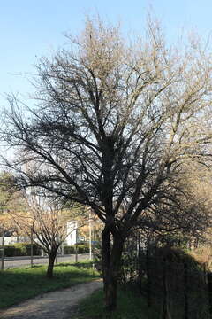 Image of <i>Crataegus <i>azarolus</i></i> var. azarolus