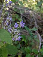 Image of Scutellaria mellichampii Small