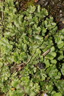 Image of Marchantia polymorpha subsp. ruderalis Bischl. & Boissel.-Dub.