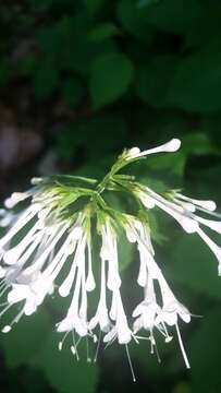 Image of largeflower valerian