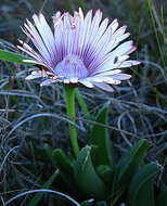 Acrodon bellidiflorus (L.) N. E. Br. resmi