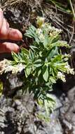 Image of Veronica colensoi Hook. fil.