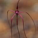 Caladenia perangusta A. P. Br. & G. Brockman的圖片