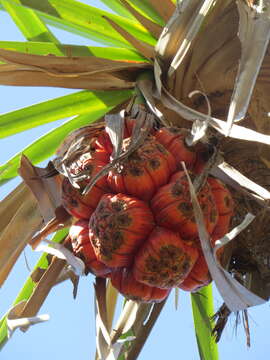 Image of Pandanus spiralis R. Br.