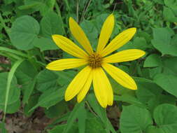 Слика од Helianthus hirsutus Rafin.