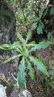 Image of Sonchus fruticosus L. fil.