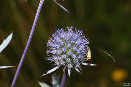 Imagem de Nemophora dumerilella (Duponchel 1839)