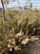 Sivun Leptospermum glaucescens S. Schauer kuva