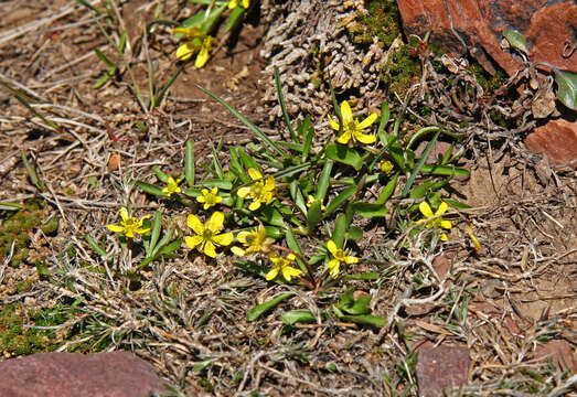 Image of Utah buttercup