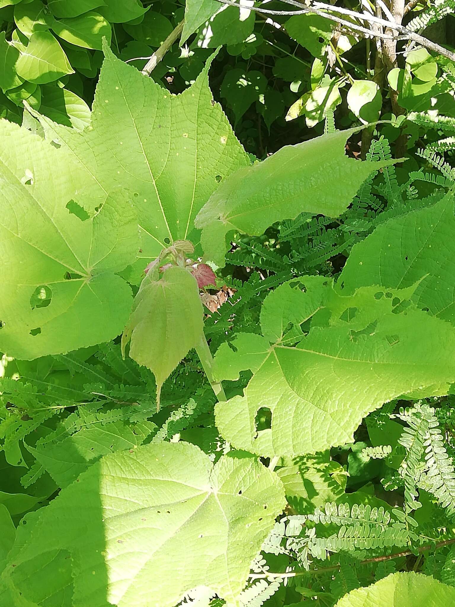 Heliocarpus terebinthinaceus (DC.) Hochr.的圖片