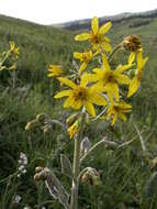 Image of Ligularia narynensis (C. G. A. Winkl.) O. Fedtsch. & B. Fedtsch.