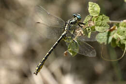 Image of Pronged Clubtail