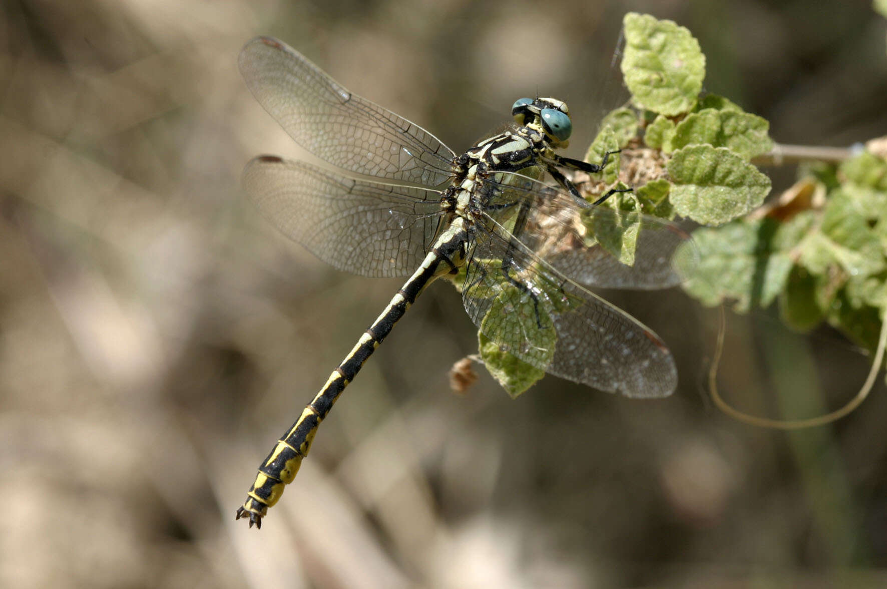 Image of Pronged Clubtail