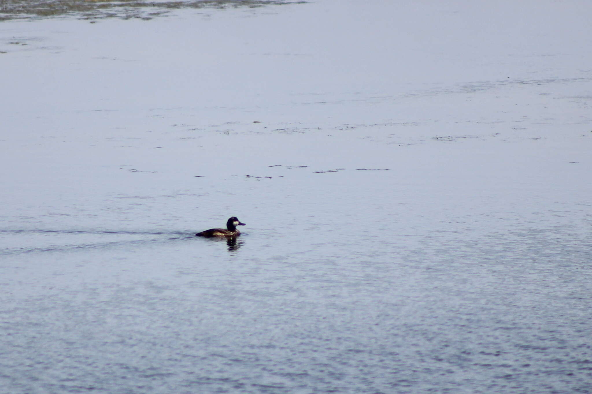 Image of Bluebills