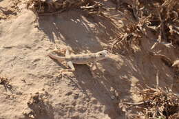 Image of Carter’s Semaphore Gecko