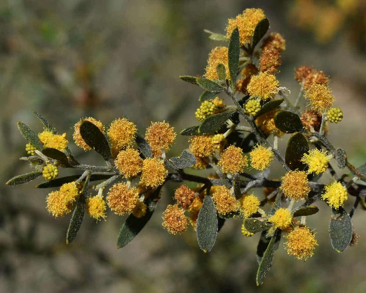 Image of Acacia ixiophylla Benth.