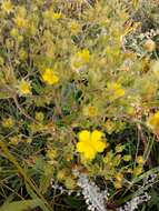 Image de Potentilla tanacetifolia