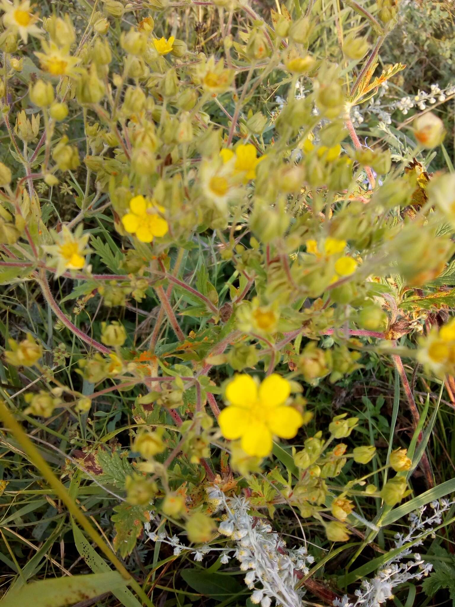 Imagem de Potentilla tanacetifolia