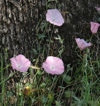 Imagem de Convolvulus elegantissimus Mill.