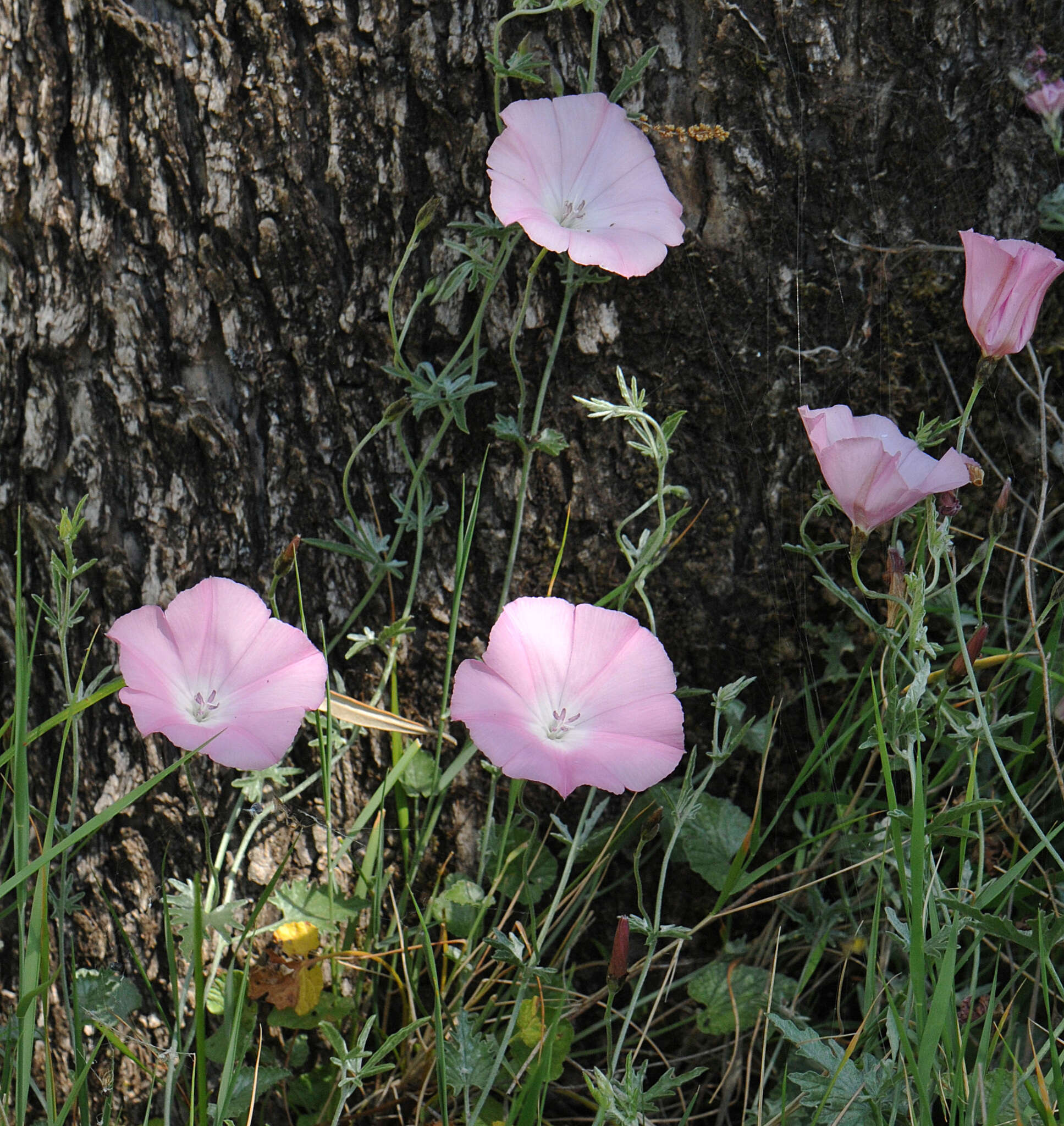 Image of Convolvulus elegantissimus Mill.