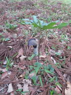 Image of Arisaema thunbergii subsp. urashima (H. Hara) H. Ohashi & J. Murata