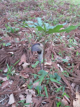 Arisaema thunbergii subsp. urashima (H. Hara) H. Ohashi & J. Murata的圖片