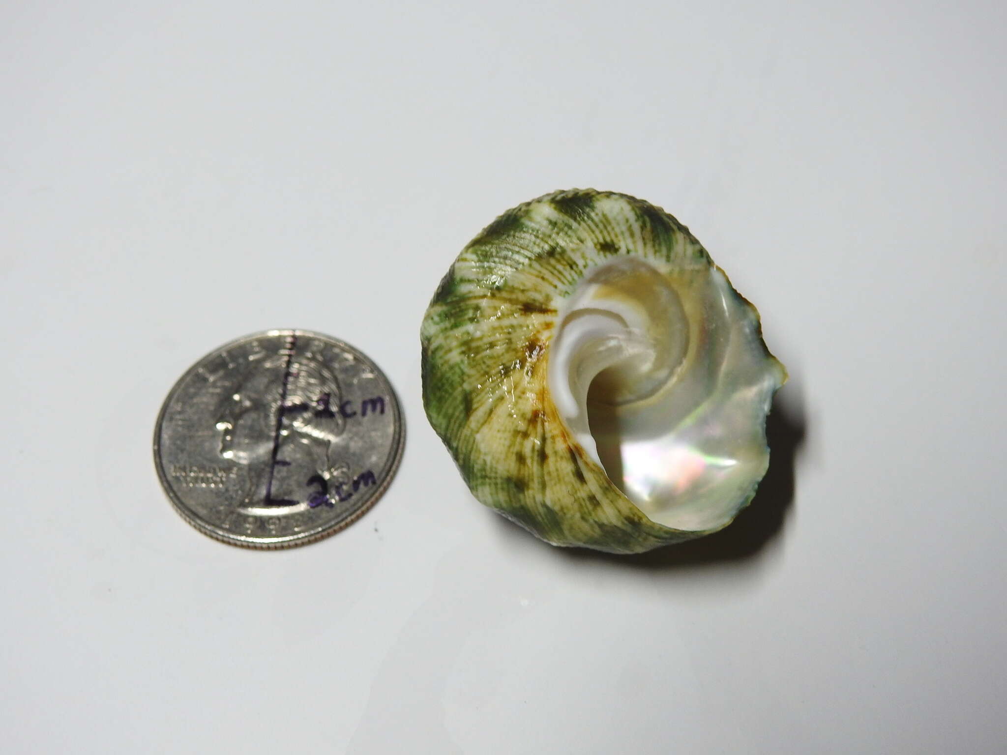 Image of green starsnail