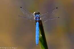 Image of Highland Dropwing