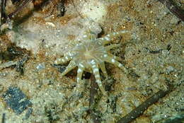 Image of grass crack anemone