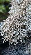 Image of fragile ball lichen