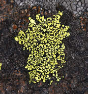 Image of Yellow map lichen;   World map lichen