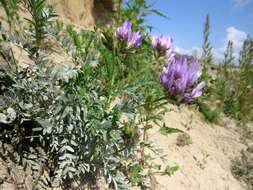 Слика од Astragalus agrestis Douglas ex Hook.