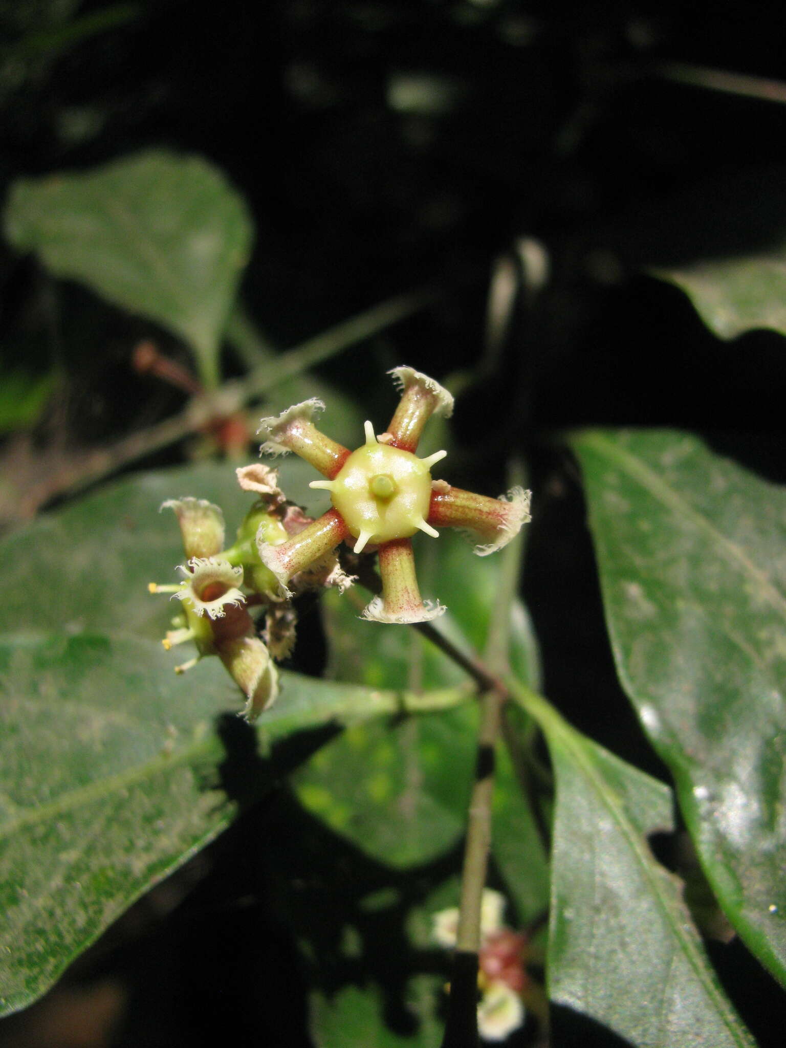 Sivun Euonymus indicus Heyne ex Roxb. kuva