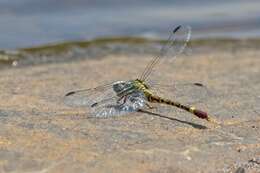 Image of Corkscrew Hooktail