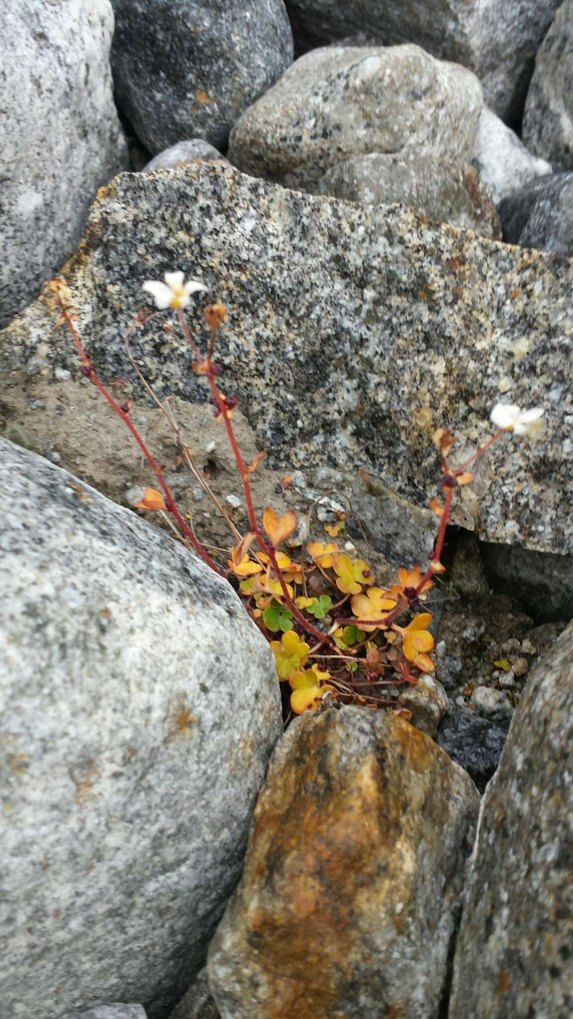 Plancia ëd Saxifraga cernua L.